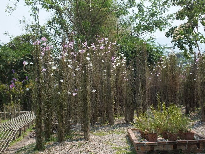 X.jpg :: Here you can see a dramatic display of Papilionanthe teres, growing and flowering outside without any shade cover.