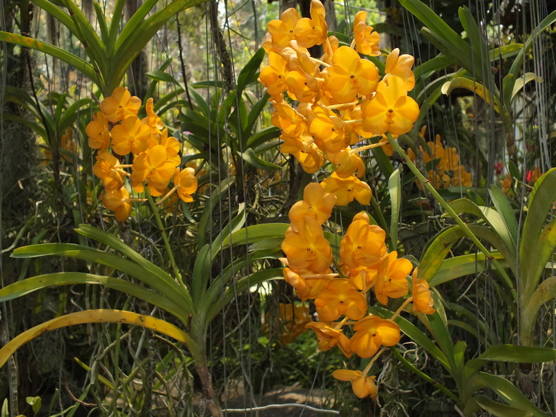 Y.jpg :: We can just amble around and enjoy the orchids.
