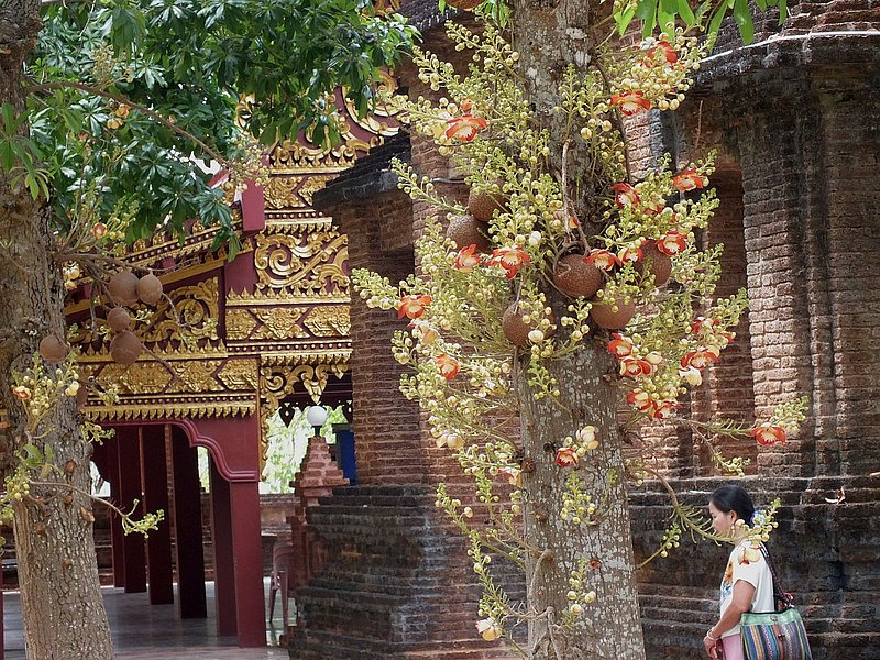 ea12.jpg :: The temple has attractive landscaped gardens, which are cared for by the monks, and here some interesting trees can be seen.