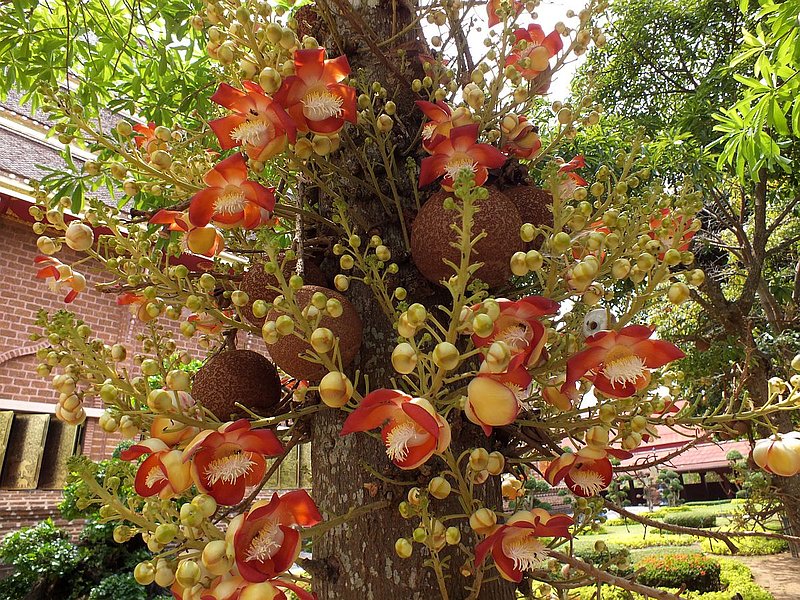 ea13.jpg :: This is Couroupita guianensis known as the cannonball tree. 
The flowers which emerge from the trunk have a wonderful scent.
