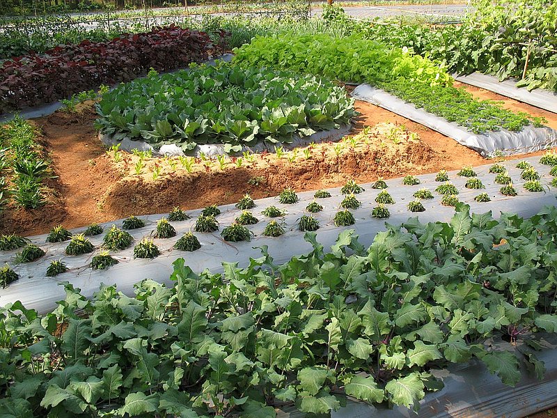 ea14.jpg :: There is a flower and vegetable trial ground not far away. 