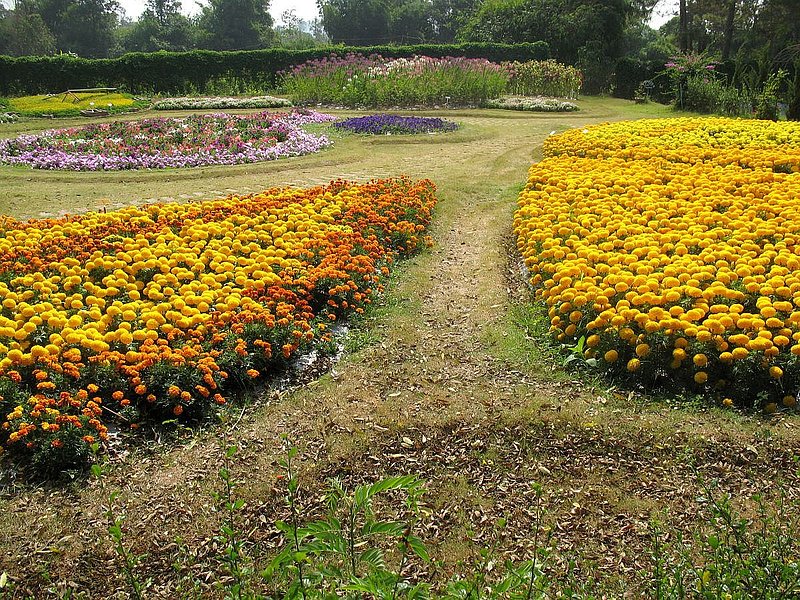 ea15.jpg :: An exotic display of Marigolds.