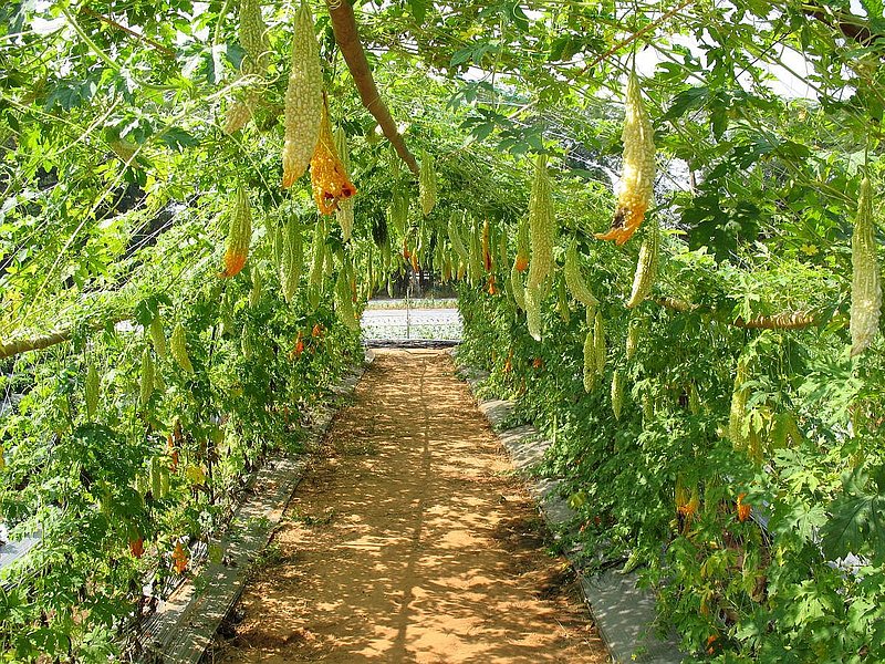 ea16.jpg :: Here various varieties of plants are trialed for their suitability to grow in this area of Thailand.