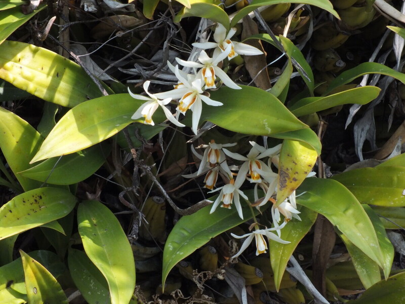eg10.jpg :: As we search around this area, we should find several species in flower, such as Coelogyne flaccida.