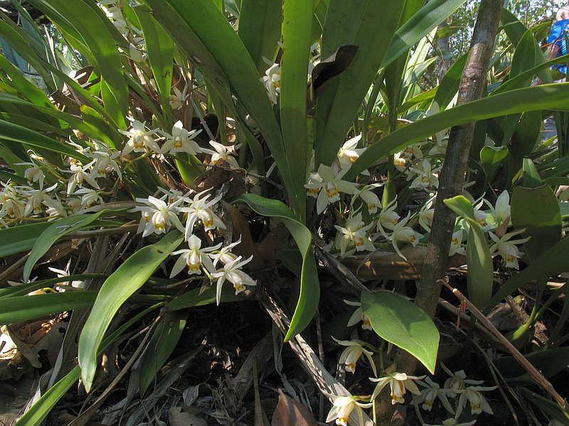 eg12.jpg :: This species is very strongly scented.