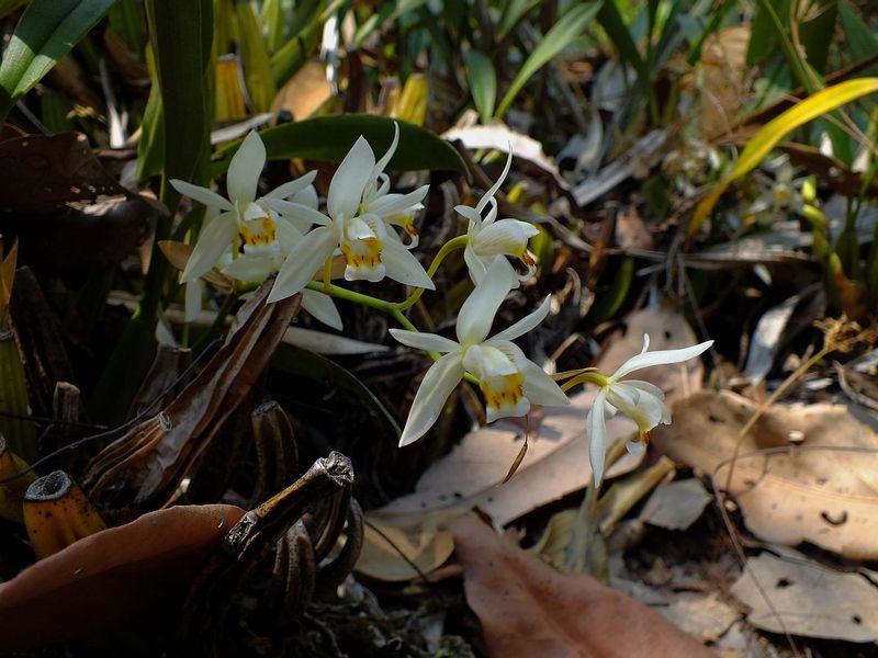 eg13.jpg :: Because the orchids here are growing on the ground and rocks, you can get up close and appreciate the flowers, and sample their scent.