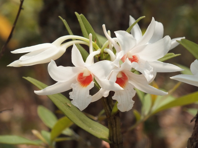 eg15.jpg :: These will be in a more advanced state of growth due to the local climatic conditions.
