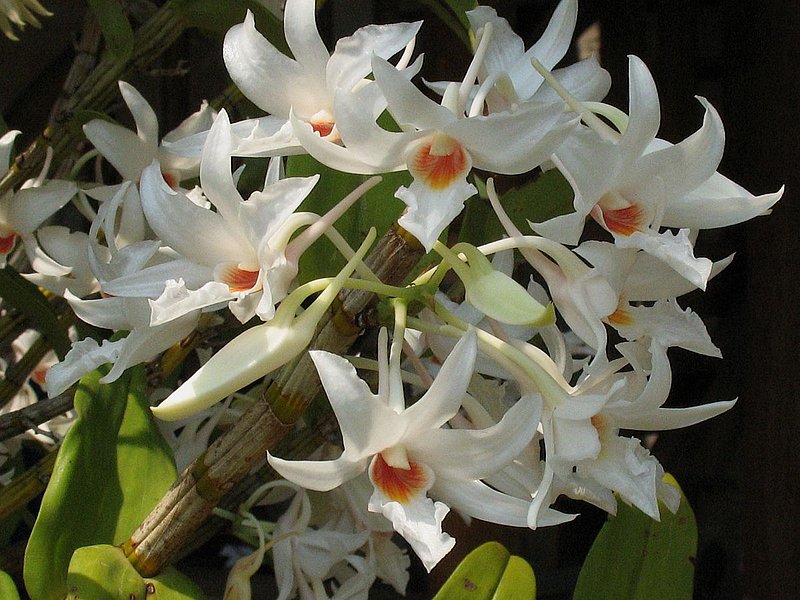 eg16.jpg :: Dendrobium draconis. Finding plants of this species growing low down allows you to study the flowers in detail.