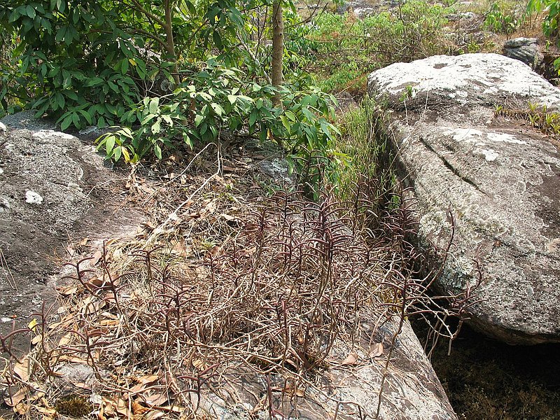 eg21.jpg :: Another unusual orchid that can be found here growing on the rocks, out in the open without any shade.