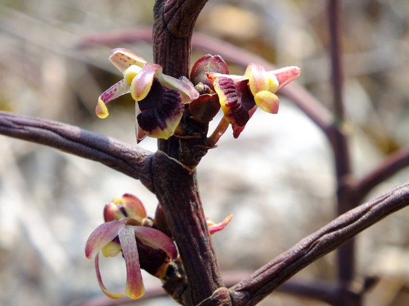 eg23.jpg :: Luisia curtisii.