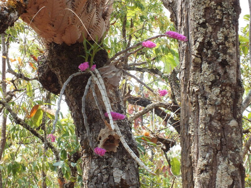 eg24.jpg :: And again, we will find the famous toothbrush orchid.