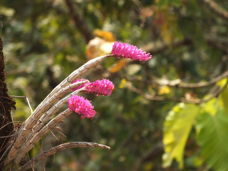 eg25.jpg :: Dendrobium secundum.