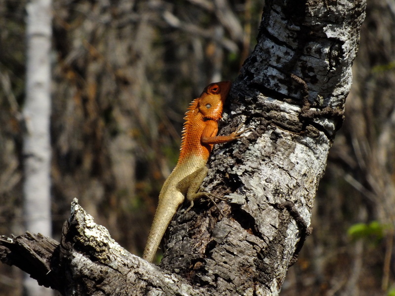 eg26.jpg :: If lucky, we may also see some of the local wildlife.