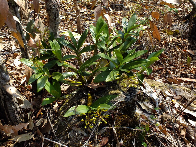 eg27.jpg :: Sometimes we come across plants that are in bud, but with no flowers open.