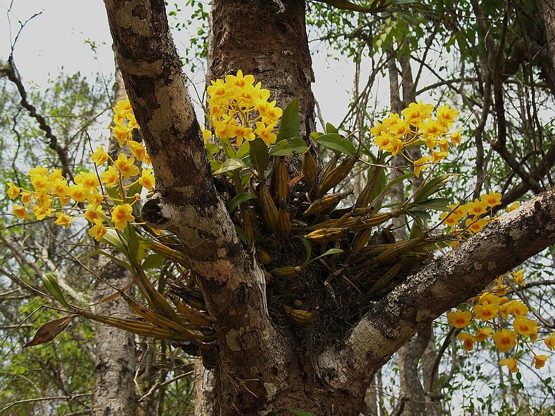 eg29.jpg :: This magnificent plant of Dendrobium chrysotoxum was seen growing low down in the fork of a tree, at the edge of the forest.