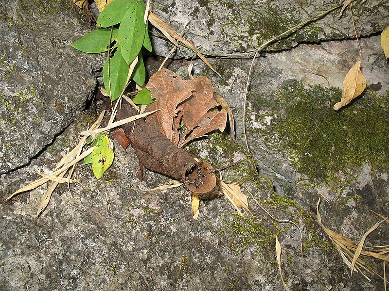 eg31.jpg :: Many interesting things will be seen while on the treks. This is the waxen funnel entrance to a nest of a small sweat bee.