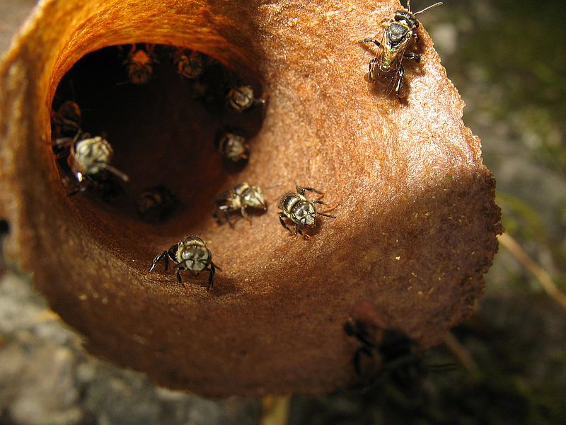 eg32.jpg :: This is a stingless bee. If it did have a sting, then this close-up of the nest entrance would not be shown here!