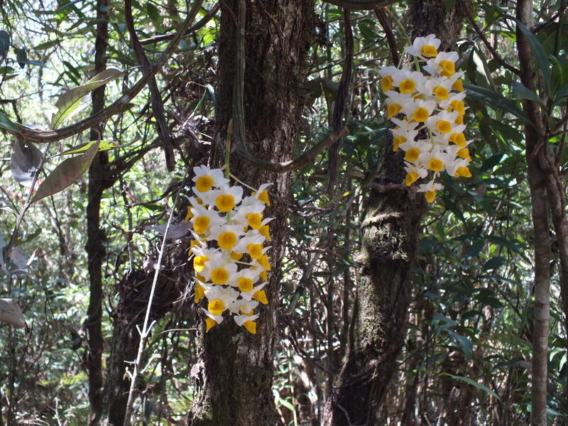 eg33.jpg :: Dendrobium thyrsiflorum can be found on trees in the more shady areas.