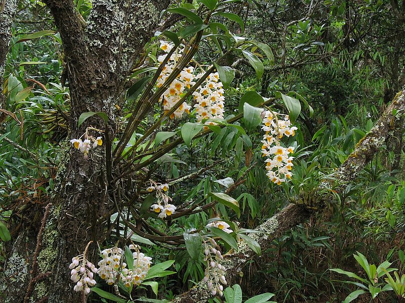 eg35.jpg :: And at other times, we are there when the plants are at their best - in full flower.