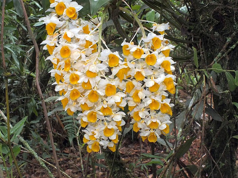eg36.jpg ::  Dendrobium thyrsiflorum.