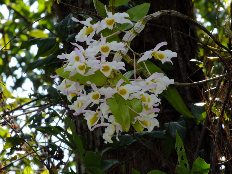 eg37a.jpg :: Dendrobium signatum also grows in the forest here.