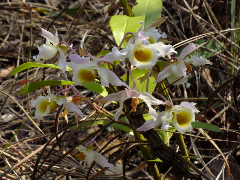 eg37c.jpg :: This plant probably fell off a tree and then established itself on the ground.