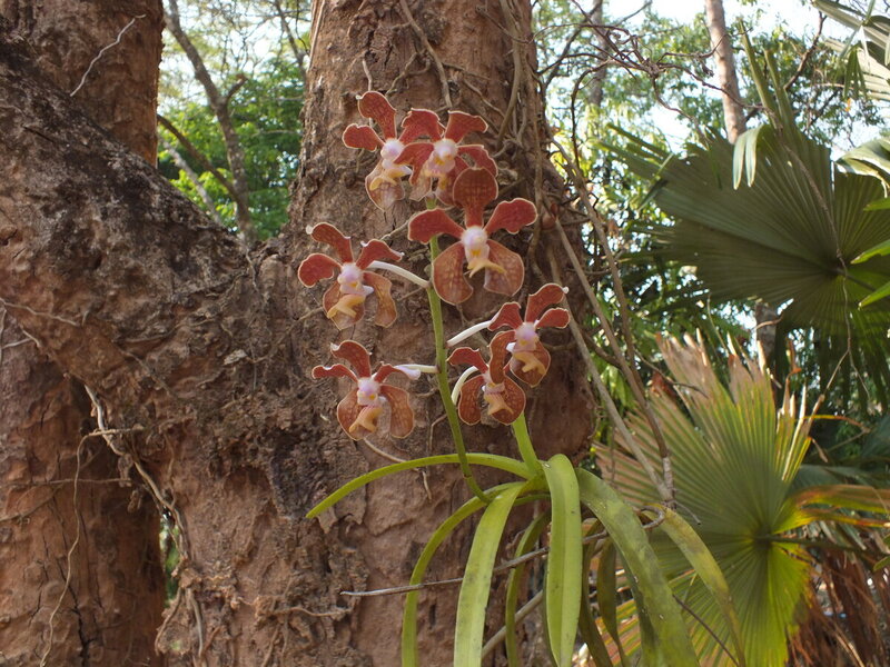 eg38.jpg :: Again, on the trees in dappled shade, we can find this vanda.