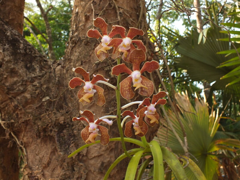 eg39.jpg :: Vanda bensonii.