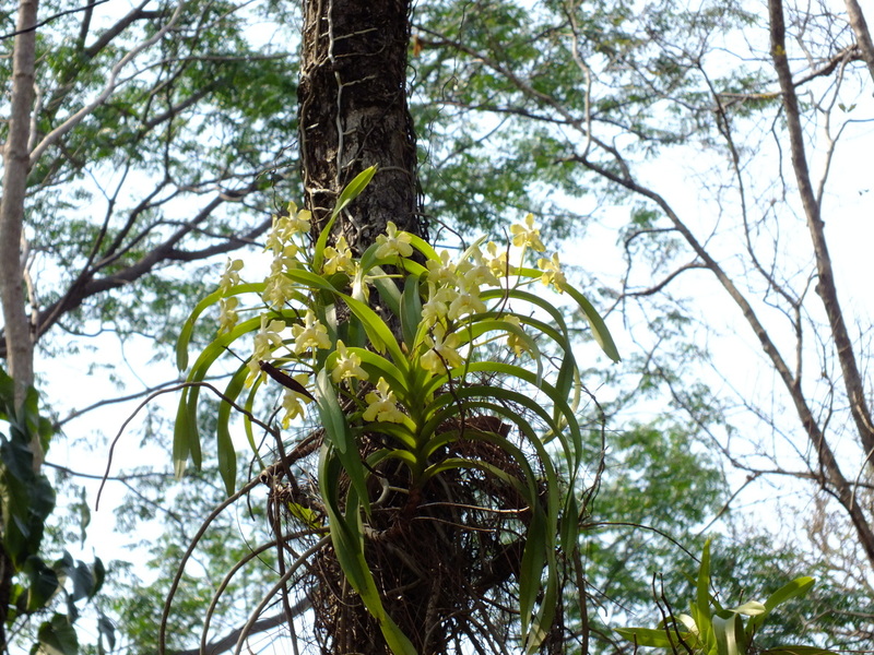 eg40.jpg :: We will spend the morning orchid hunting, then leave the park, but before we go, we will go looking for this spectacular species.