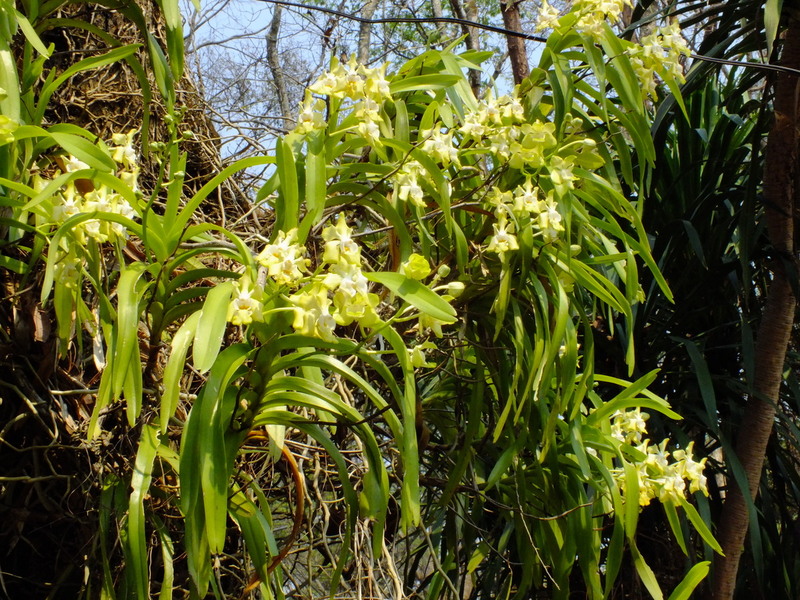 eg41.jpg :: This is a rare species in Thailand, and very difficult to find growing in the wild, due to habitat loss and over-collecting.