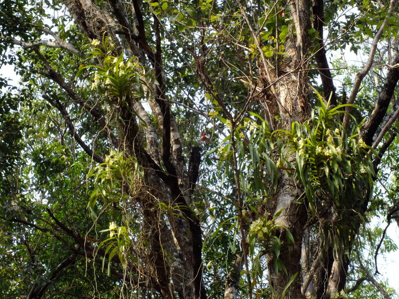eg42.jpg :: However, some trees near the headquarters of the park are covered with plants. This is probably due to their proximity to the park rangers.
Vanda denisoniana.