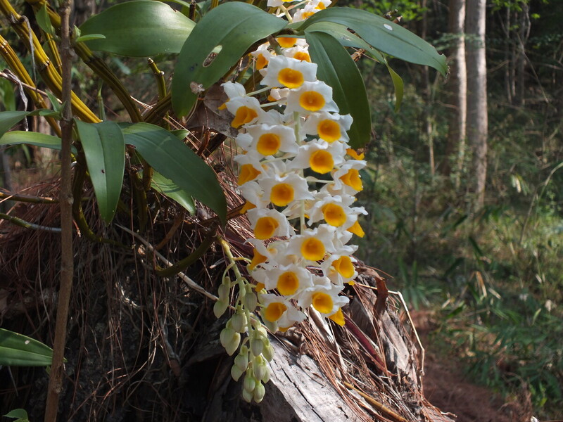 eg6.jpg :: For the next two days, we will be exploring a national park near the resort.
Outside the park's headquarters is a small orchid collection, and a look around this will give you a good idea of what can be found in the surrounding forests.