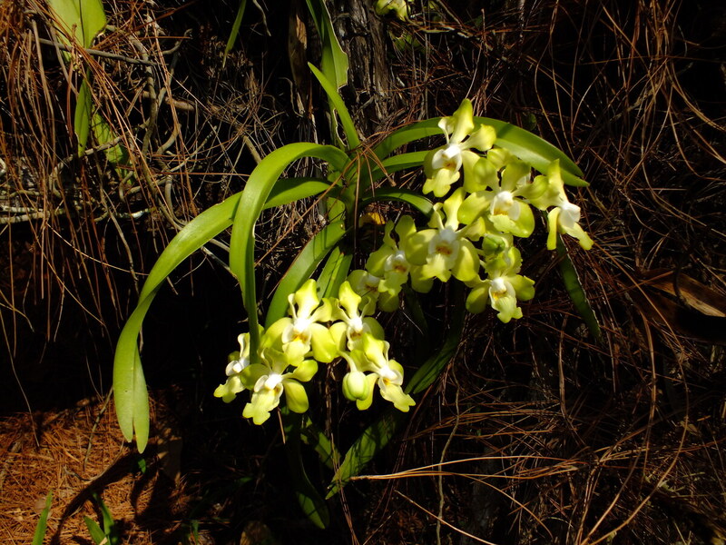 eg7.jpg :: We will be exploring the orchid habitats in the mornings and then, after our midday meal, visit some of the local attractions.