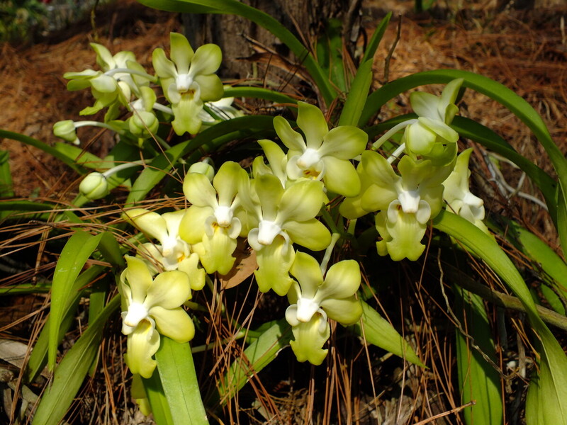 eg8.jpg :: Vanda denisoniana can be seen in the park's orchid collection.