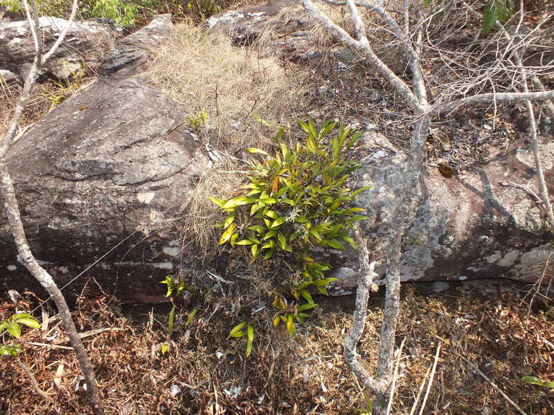 eg9.jpg :: There is a small road that leads to the highest point in the park.  
We will drive up this and stop about halfway to explore the forest alongside.