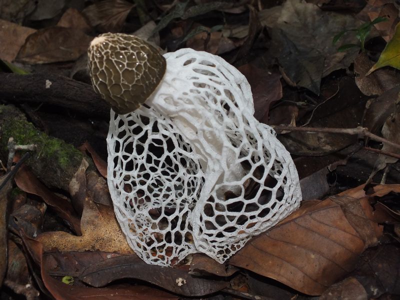 pp10.jpg :: Many other things can be found here, hidden among the rocks, such as this exotic fungus, Dictyophora phalloidea, commonly known as the devil's fungus.