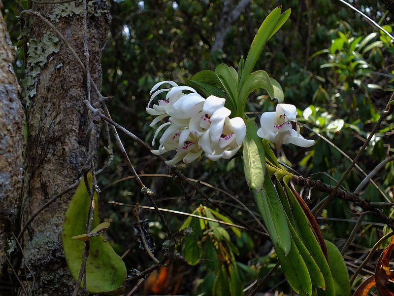 pp12.jpg :: In March 2020, one of our members found this Vanda, which we had not seen growing in this area previously.