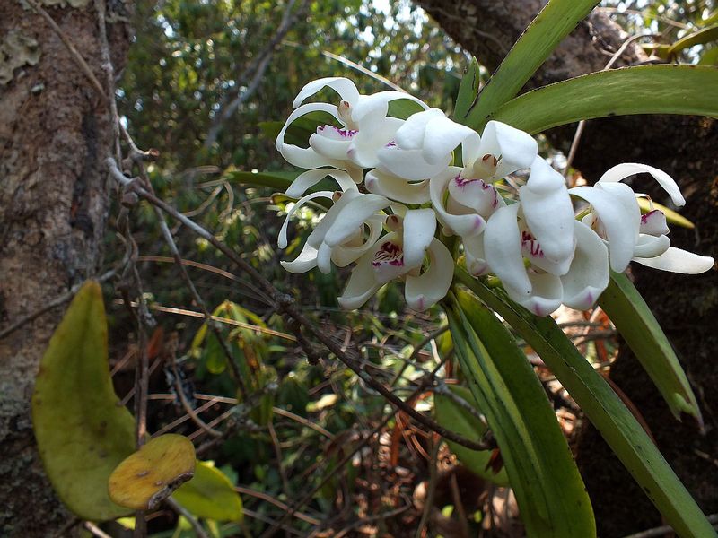 pp14.jpg :: Vanda pumila.