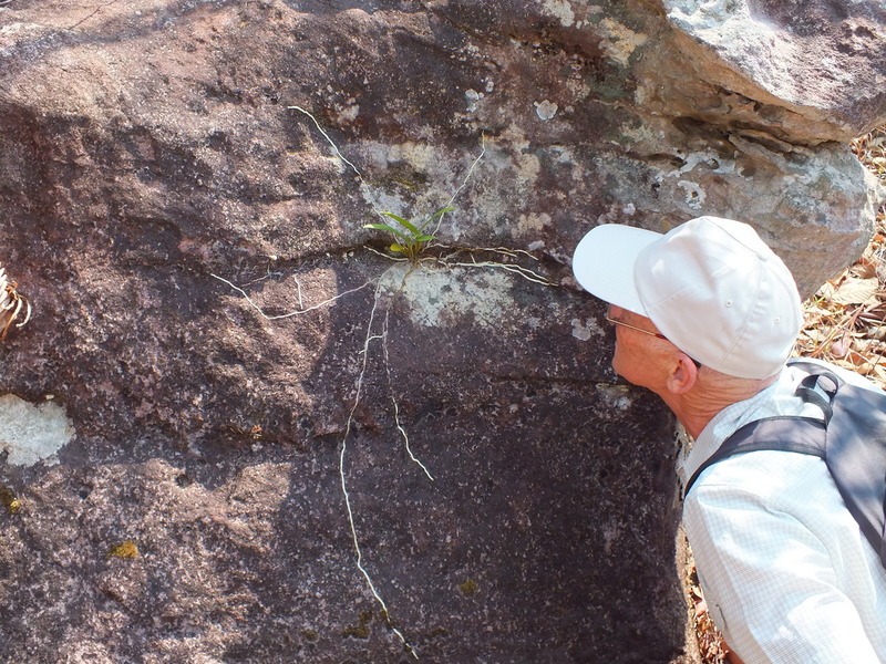 pp15.jpg :: Some plants seem to be growing in the smallest of cracks and sending their roots out like long tendrils.
