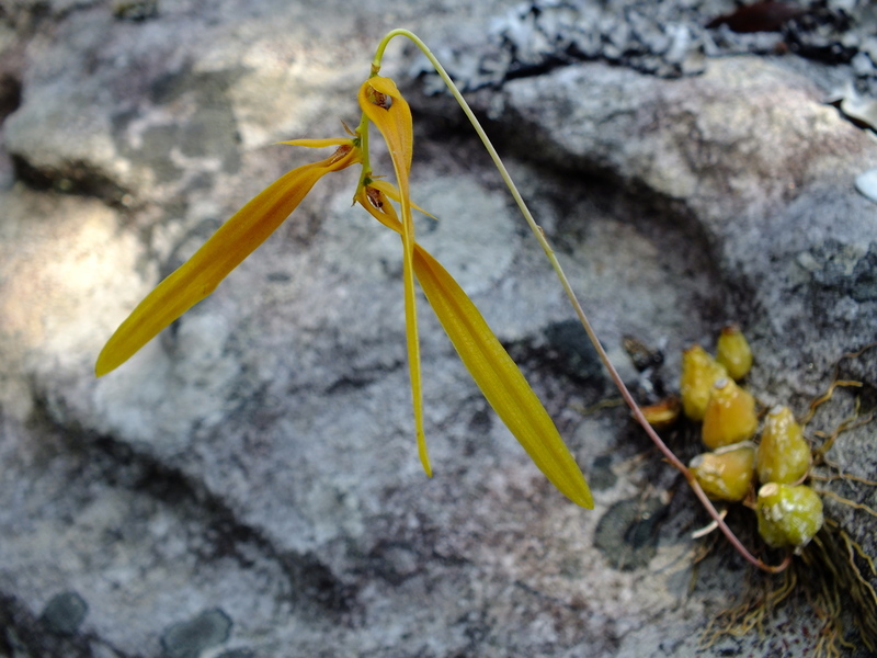 pp15a.jpg :: Another species that seems to have found its ideal growing place. Bulbophyllum walachii.