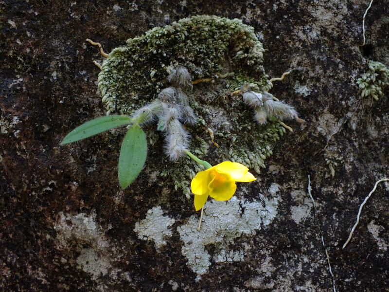 pp16.jpg :: Sometimes we will find a young seedling flowering for the first time.