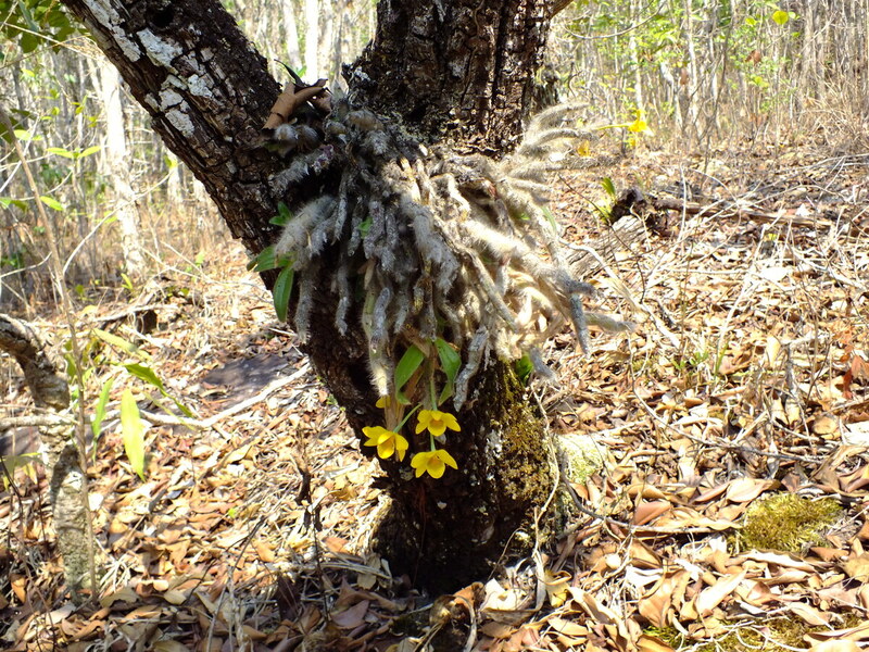 pp17.jpg :: And sometimes large mature plants that have been growing for many years.