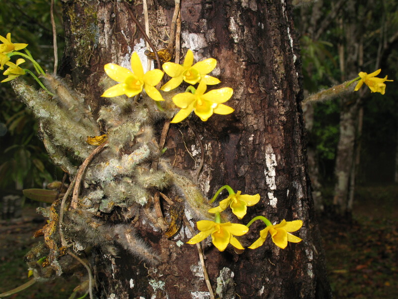 pp18.jpg :: Dendrobium senile - because the canes are covered with grey hairs, the Thais call this the old man orchid.