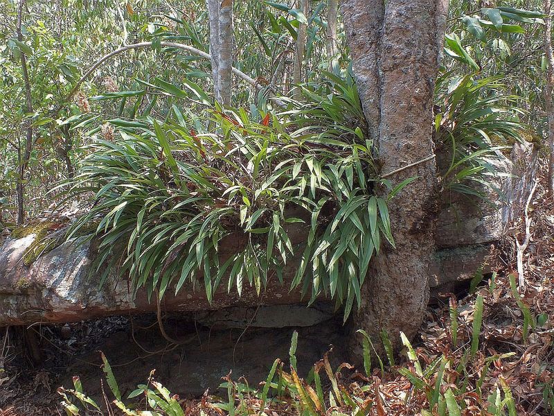 pp2.jpg :: Some of these rocks in this area are covered with large clumps of orchids.
