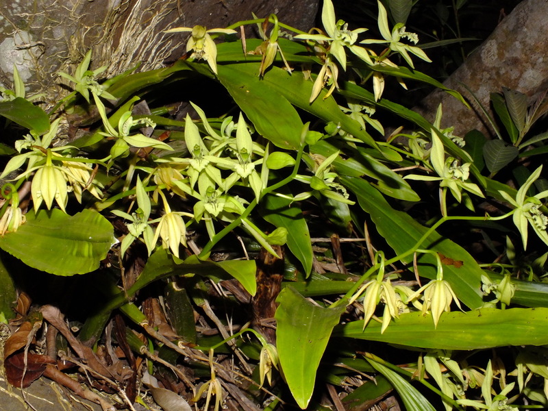 pp20.jpg :: Another attractive species that can be found growing low down on rocks here is Coelogyne brachyptera.