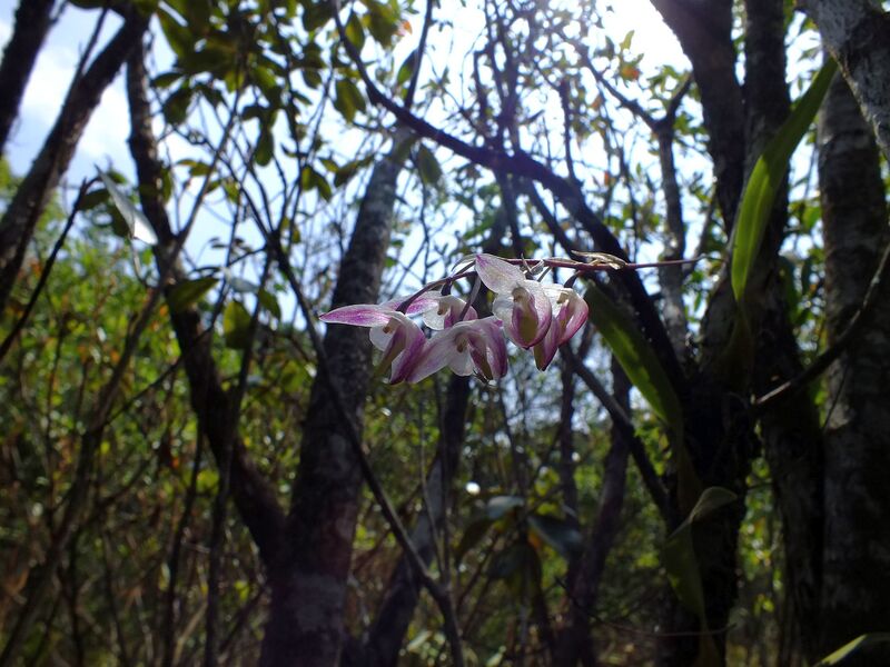 pp22.jpg :: There is a sense of achievement when searching around, you find this small orchid highlighted against the sky.