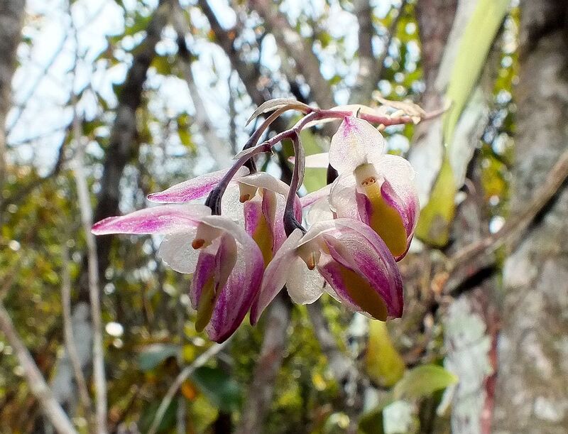 pp23.jpg :: This very delicate-looking orchid is Bulbophyllum rimannii.