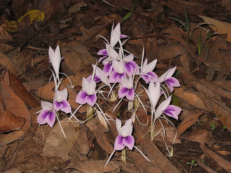 pp24.jpg :: It's not just orchids that you will see when exploring this area. Many other interesting plants also flower at this time of year, like this Kaemferia sp.