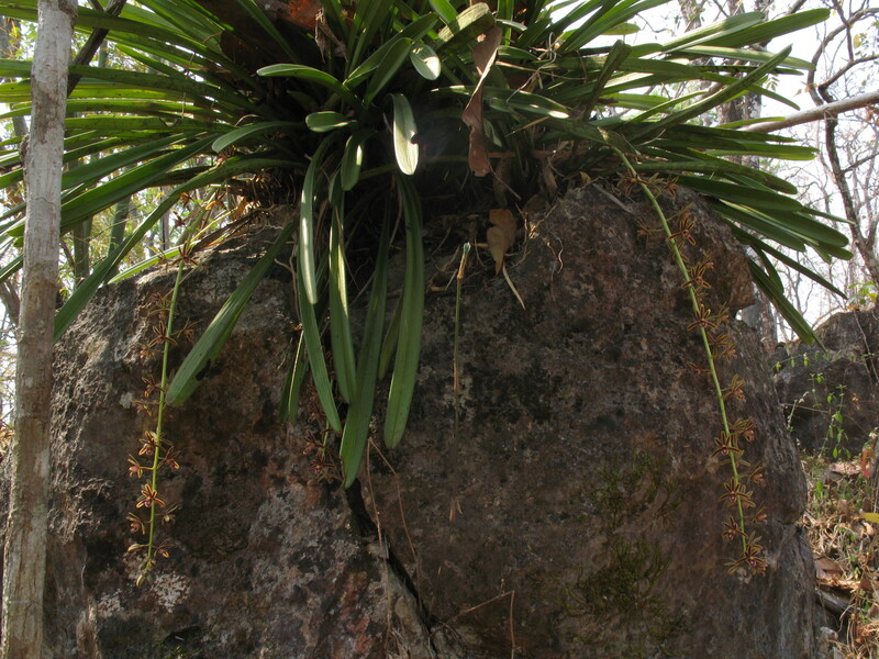 pp25.jpg :: This Cymbidium can be found growing on trees and rocks.