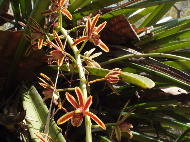 pp25a.jpg :: This is Cymbidium bicolor. A strong, thick-leaved plant ideally suited to the conditions in this type of forest.